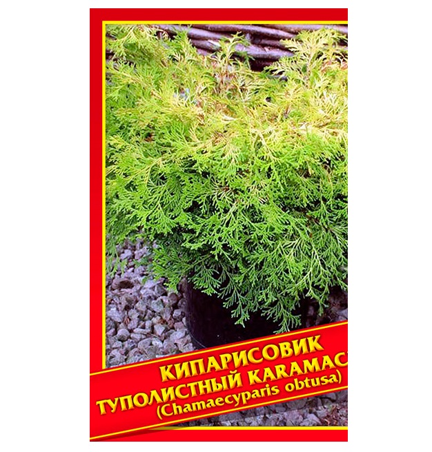 

Семена Кипарисовик Туполистный «Karamachiba», 0,2 г Симбиоз