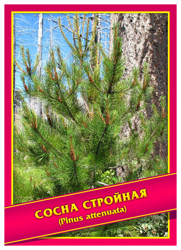 

Семена Сосна Стройная, 0,2 г Симбиоз