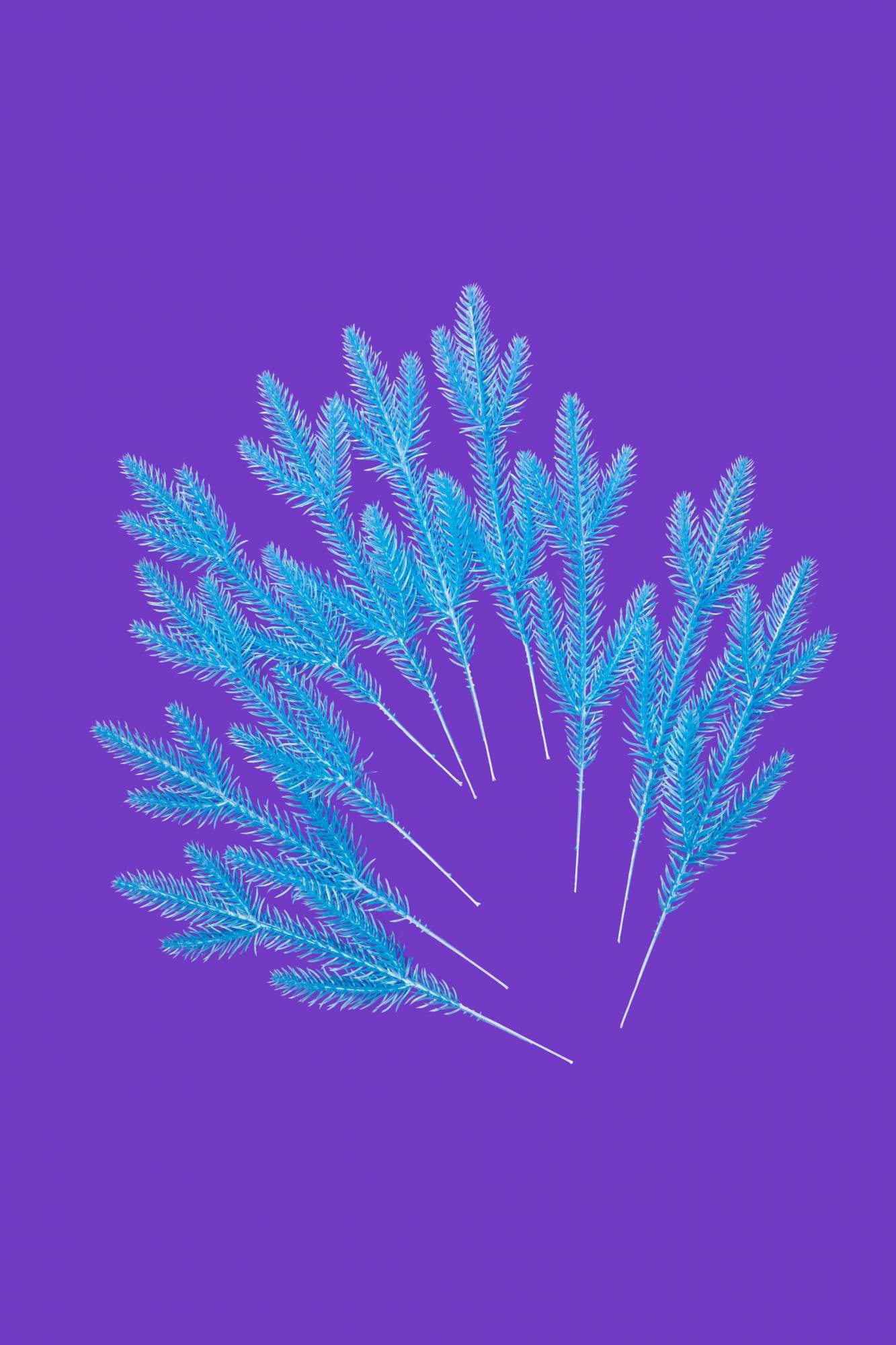

Ветка Crystal Trees KP-VL-40 светло-голубая 17х10см уп. 10 шт., Хвойный декор