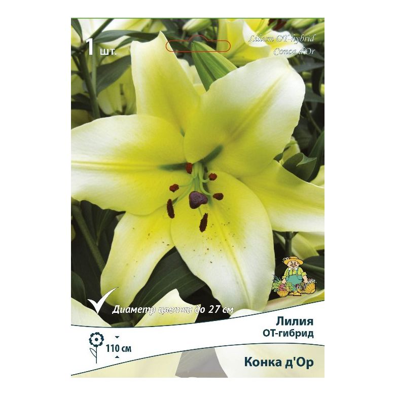 

Луковицы лилия Конка Д Ор Поиск