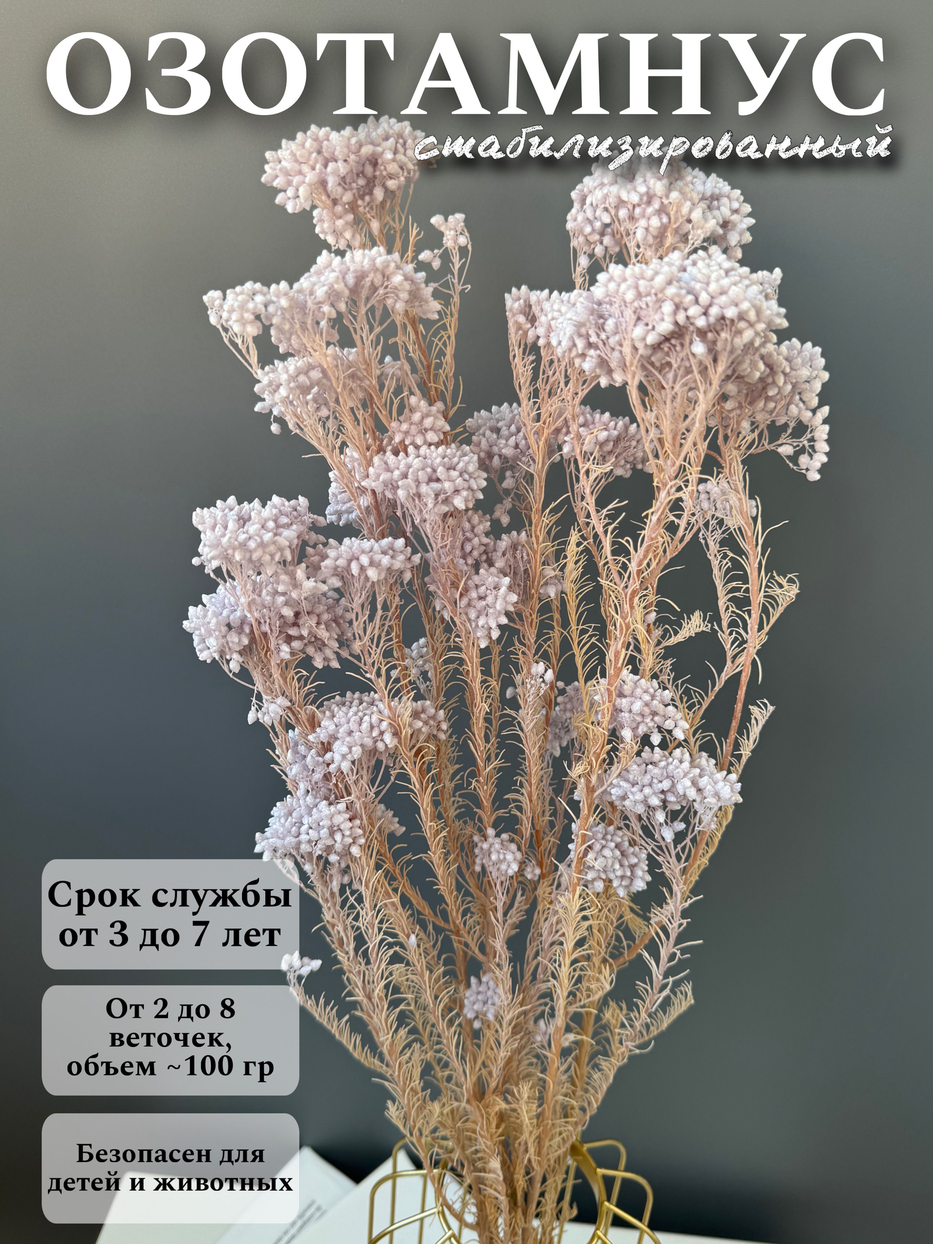 

Озотамнус (Диосми) Рисовый цветок стабилизированный, Фиолетовый, озотамнус