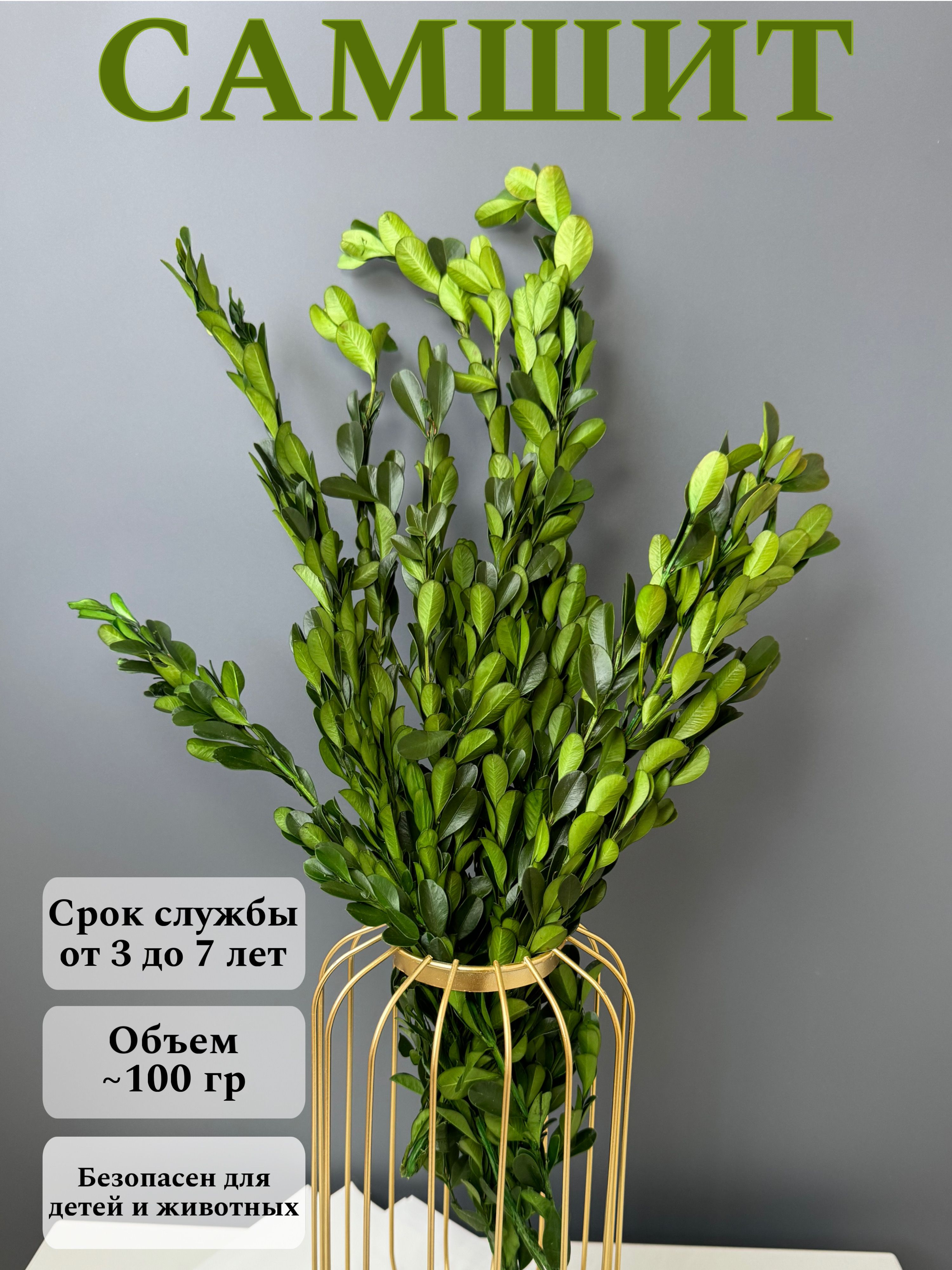 

Самшит стабилизированный сухоцветы для декора, Зеленый, 1
