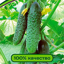 

Семена Огурец Гуннар F1, 5 шт, Partner, 211515