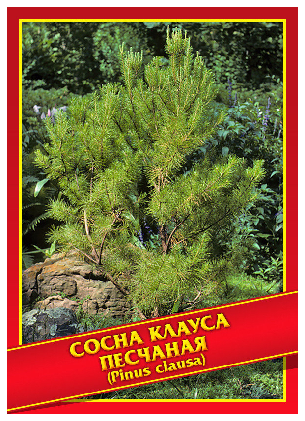 

Семена Сосна Клауса/Песчаная, 3 шт, Симбиоз
