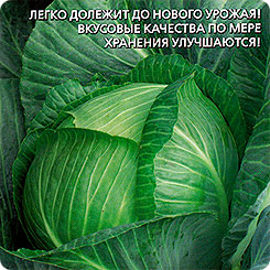 

Семена Капуста белокочанная Чудо на Хранение F1, 0,3 г, Уральский дачник, 187559