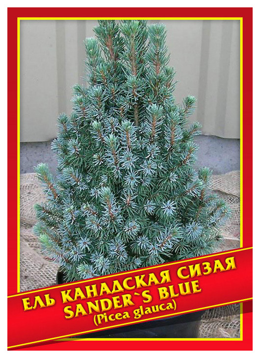 

Семена Ель Канадская/Сизая «Sander's Blue», 10 шт, Симбиоз
