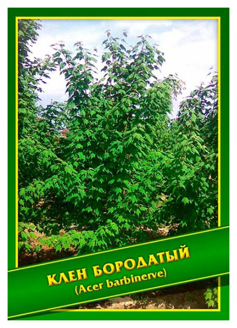 

Семена Клен Бородатый, 1 г Симбиоз