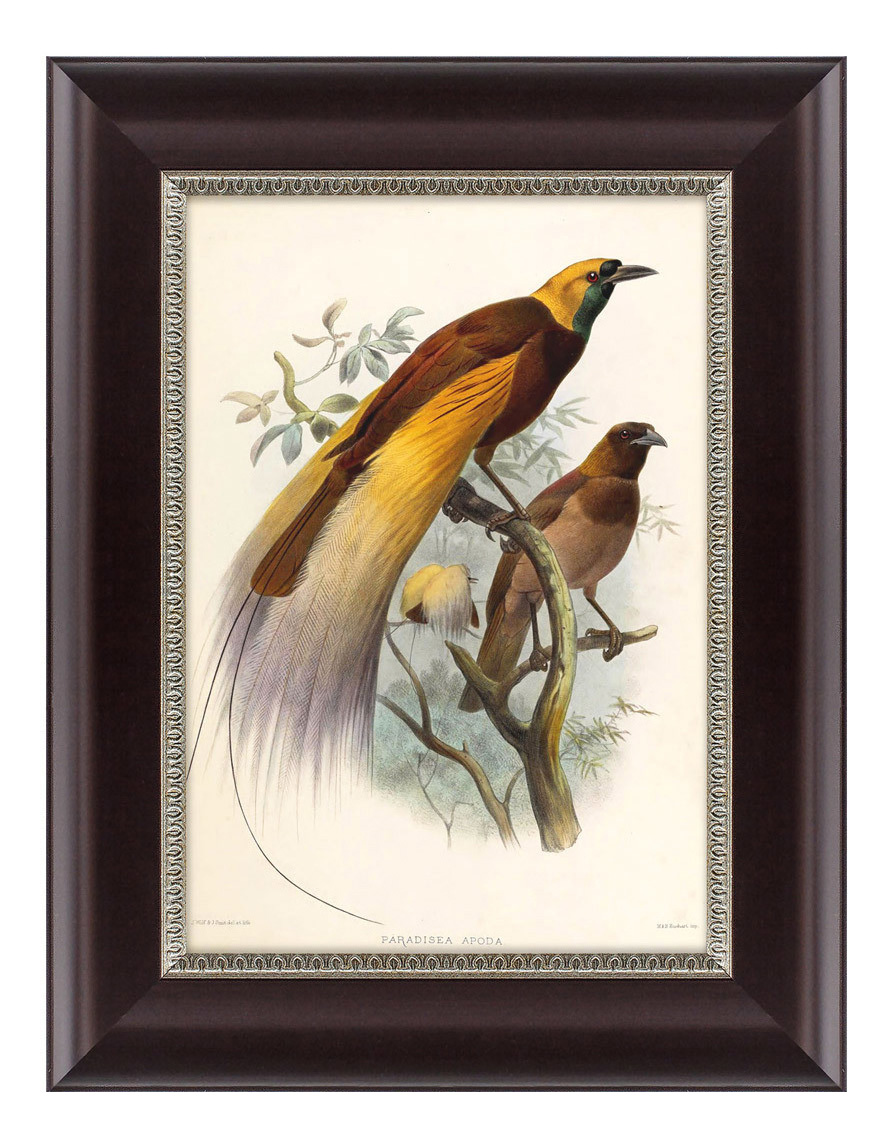 

Картина Картины в Квартиру Большая Райская Птица (25х33 см), большая райская птица 25 х 33 см