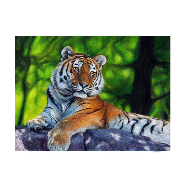 фото Набор юного художника "амурский тигр" (14 цветов) molly
