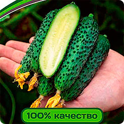 

Семена Огурец Эстет F1, 5 шт, Partner, 211511