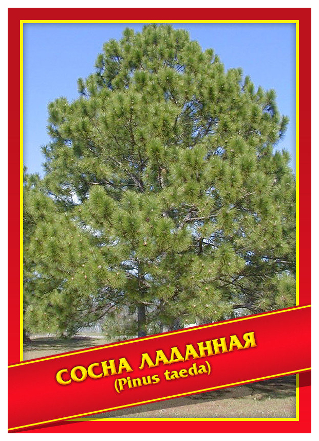 

Семена Сосна Ладанная, 3 шт, Симбиоз