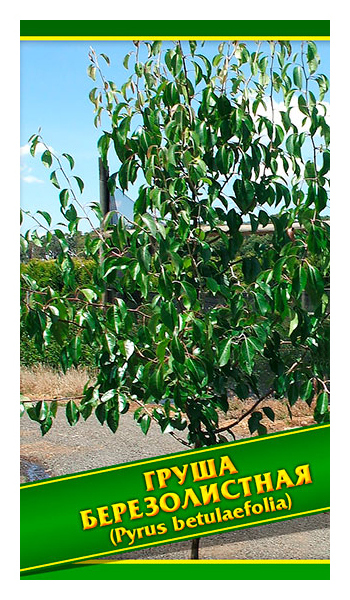 

Семена Груша Березолистная, 0,5 г Симбиоз