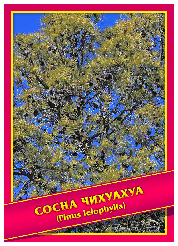 

Семена Сосна Чихуахуа, 0,1 г Симбиоз