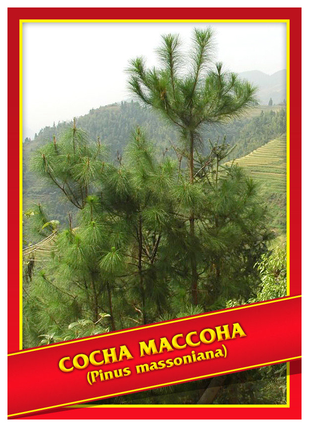 

Семена Сосна Массона, 5 шт, Симбиоз