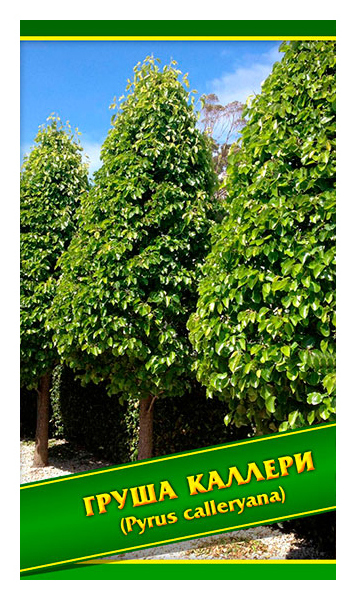 

Семена Груша Каллери, 0,5 г Симбиоз