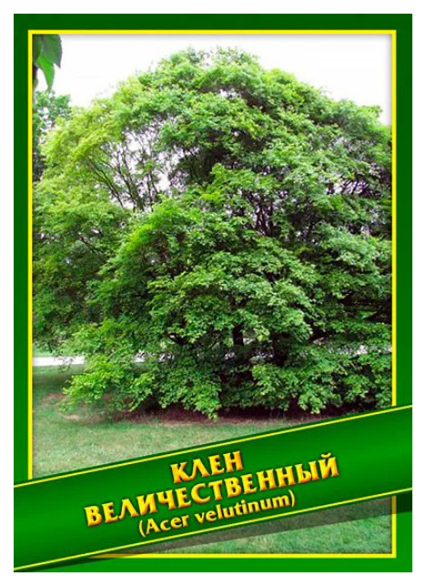 

Семена Клен Величественный, 1 г Симбиоз