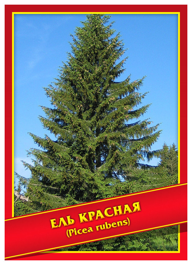 

Семена Ель Красная, 10 шт, Симбиоз