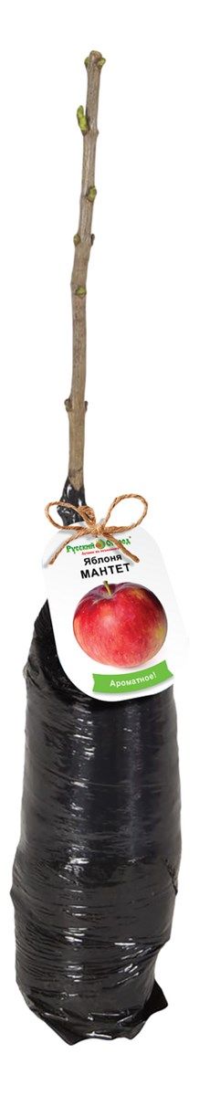 

Яблоня Мантет 100 см