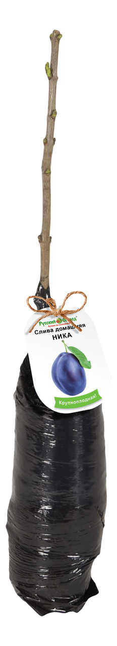 

Слива Ника