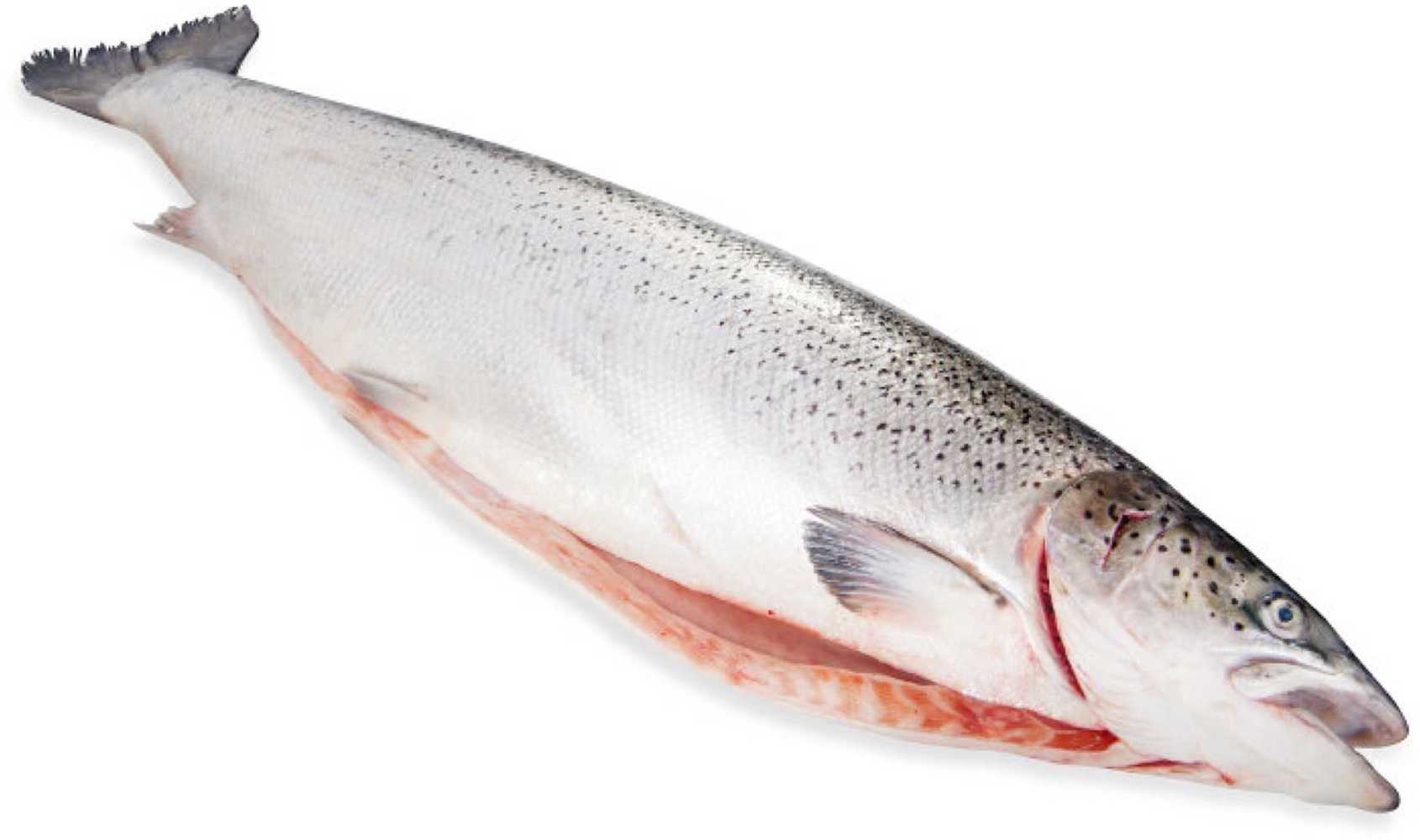 Форель потрошеная с головой охлажденная +-2 кг