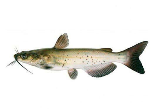 

Сом Канальный живой