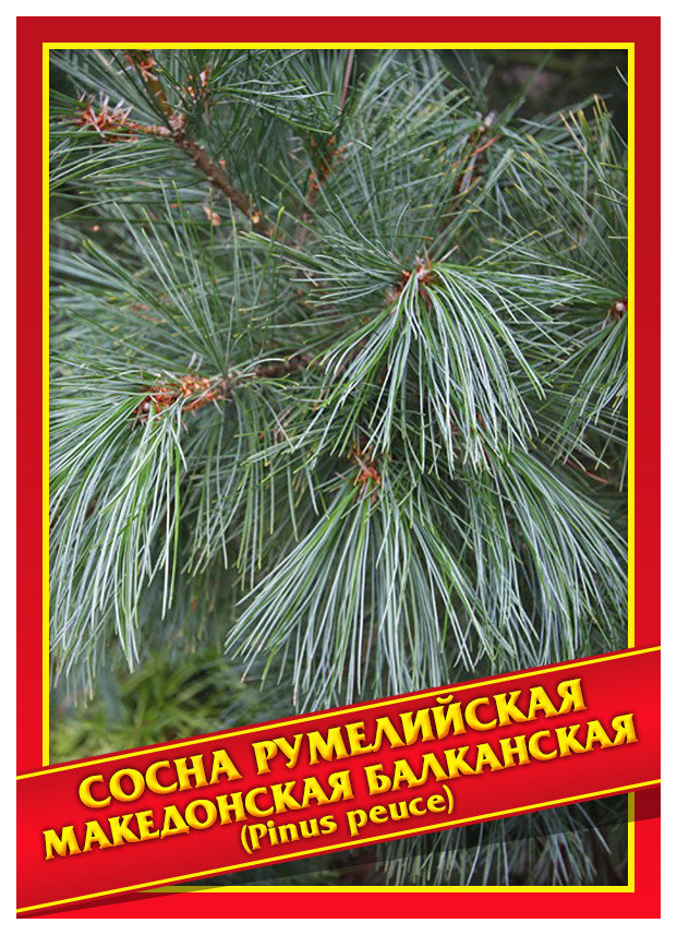 

Семена Сосна Румелийская/Македонская/Балканская, 5 шт, Симбиоз