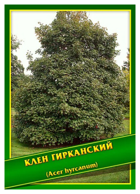 

Семена Клен Гирканский, 1 г Симбиоз