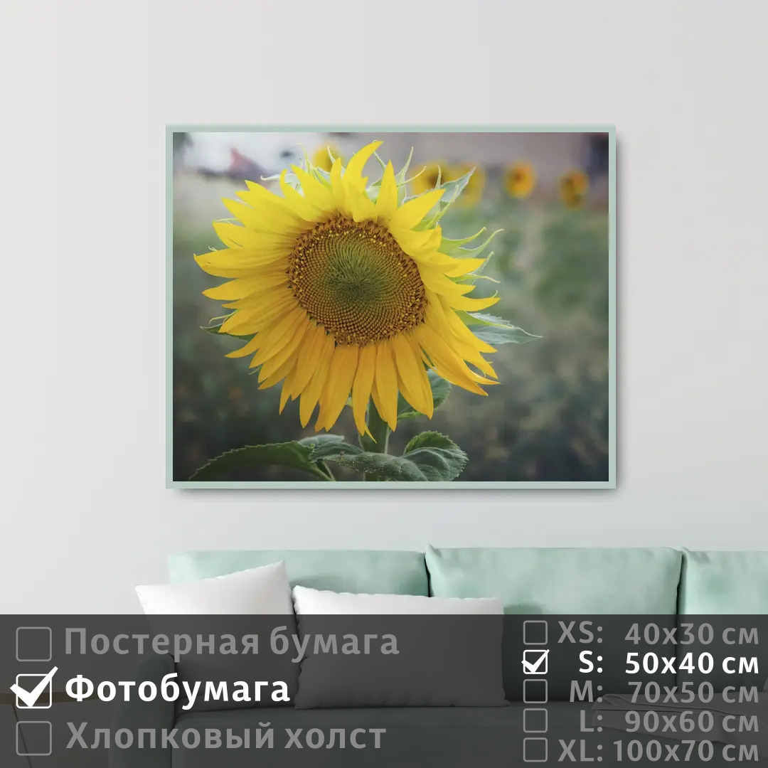 

Постер на фотобумаге ПолиЦентр Подсолнух 50х40 см, Подсолнух