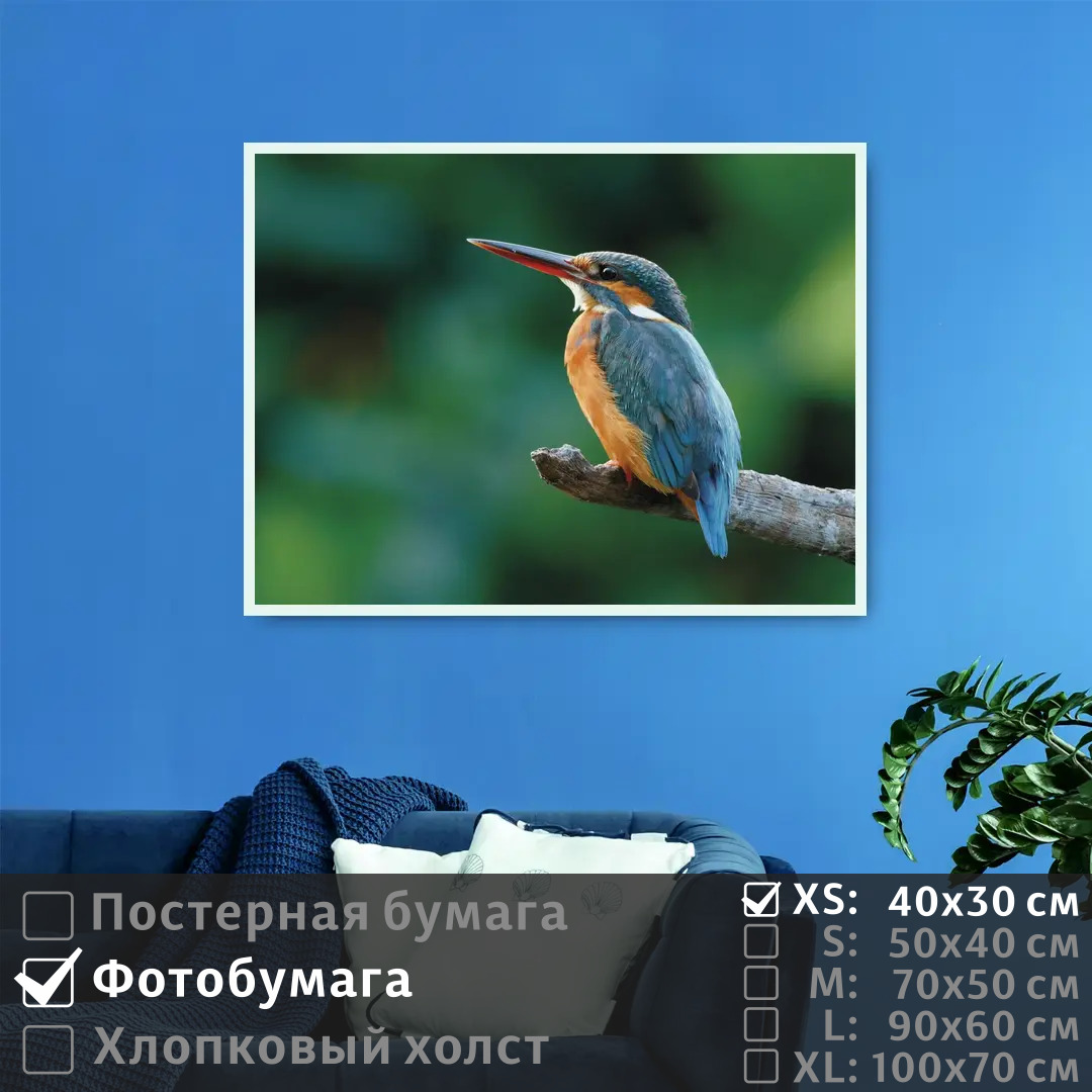 

Постер на фотобумаге ПолиЦентр Птичка на ветке 40х30 см, ПтичкаНаВетке