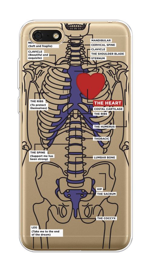 

Чехол на Honor 7A/7A Prime/Y5 Prime 2018/Y5 2018 "Скелет человека", Прозрачный;синий;красный, 6105850-1
