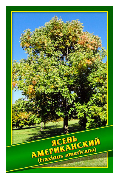 

Семена Ясень Американский, 1 г Симбиоз