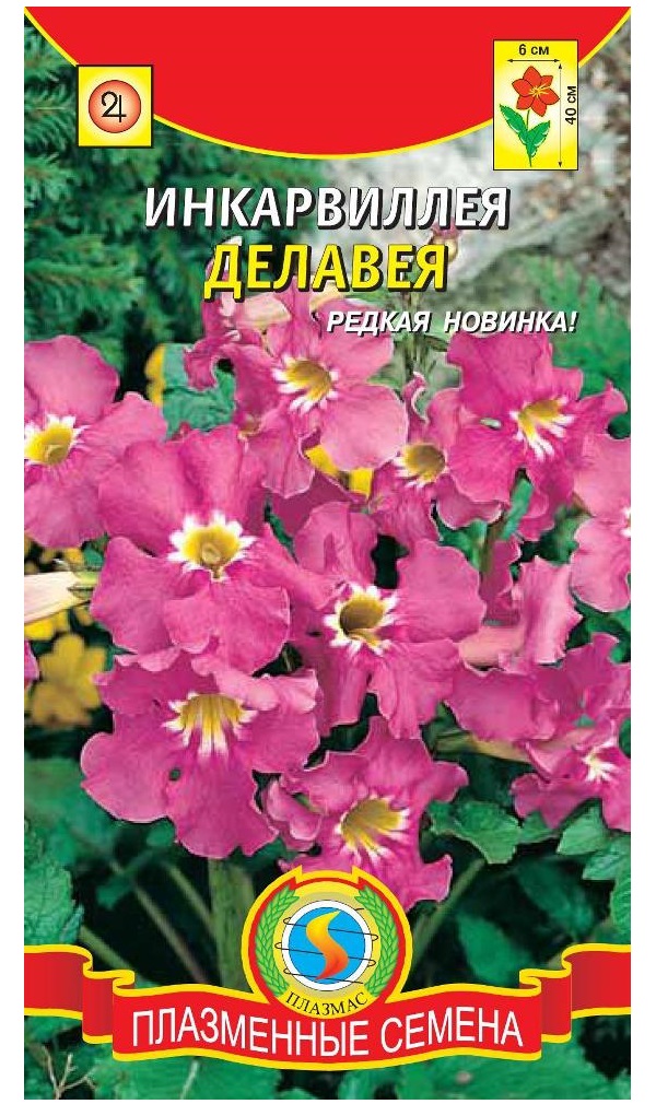 

Семена Инкарвиллея Делавея (глоксиния садовая), 9 шт, Плазмас