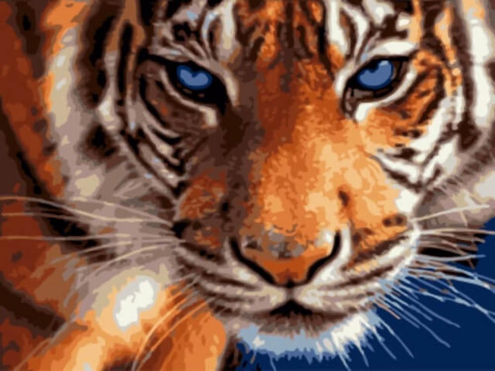 

Картина по номерам Paintboy Голубоглазый тигр, 30x40 см, Голубоглазый тигр