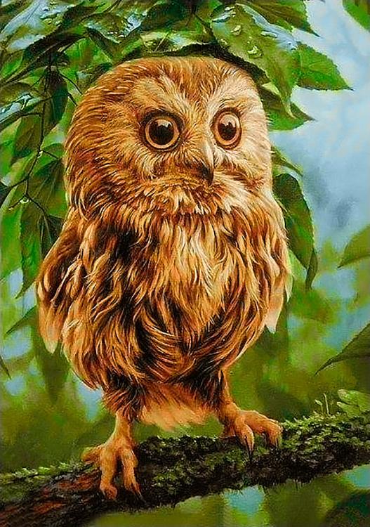 

Алмазная вышивка Гранни Молодой филин, 19x27 см, Молодой филин