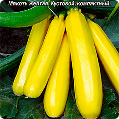 

Семена Кабачок цуккини Ананасный, 2 г, АЭЛИТА, 202294