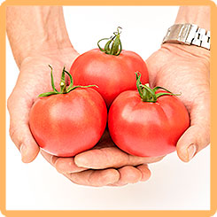 

Семена Томат Герцогиня Вкуса F1, 0,1 г, Partner, 208247