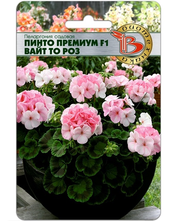 

Семена Пеларгония садовая Пинто Премиум Вайт то Роз F1, 5 шт, Platinum Биотехника