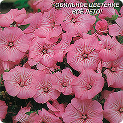 

Семена Лаватера Танагра, 0,3 г Плазмас