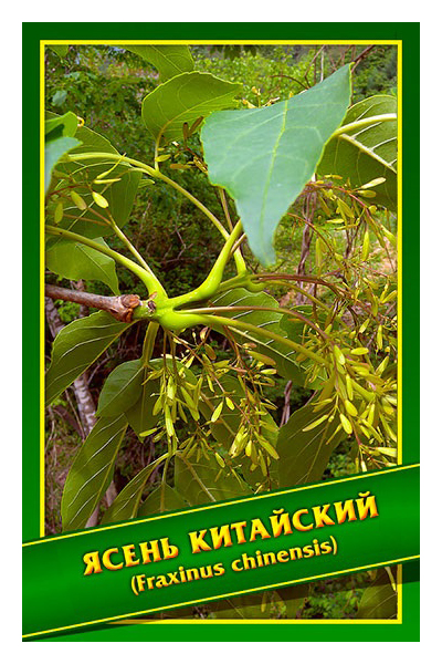 

Семена Ясень Китайский, 1 г Симбиоз