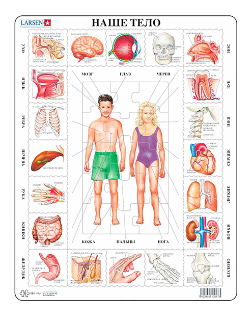 Пазл Larsen 35 деталей Наше тело
