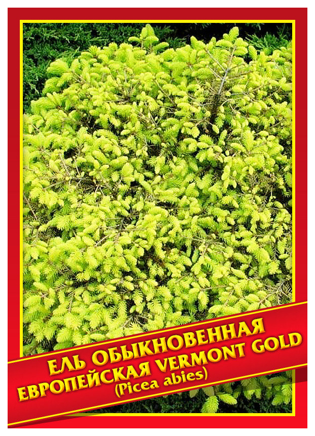

Семена Ель Обыкновенная/Европейская «Vermont Gold», 10 шт, Симбиоз