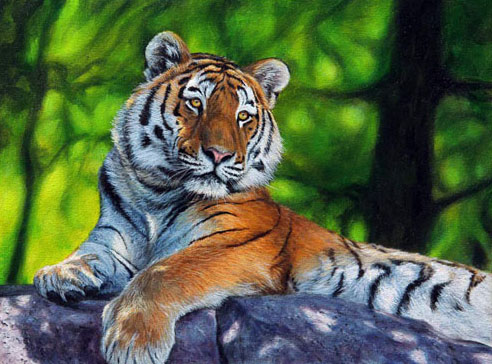 

Картина по номерам Molly Амурский тигр, 20x30, Амурский тигр