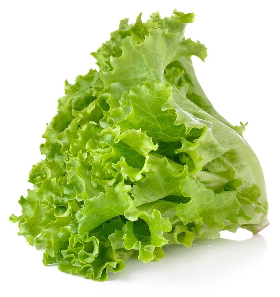 Латук lettuce