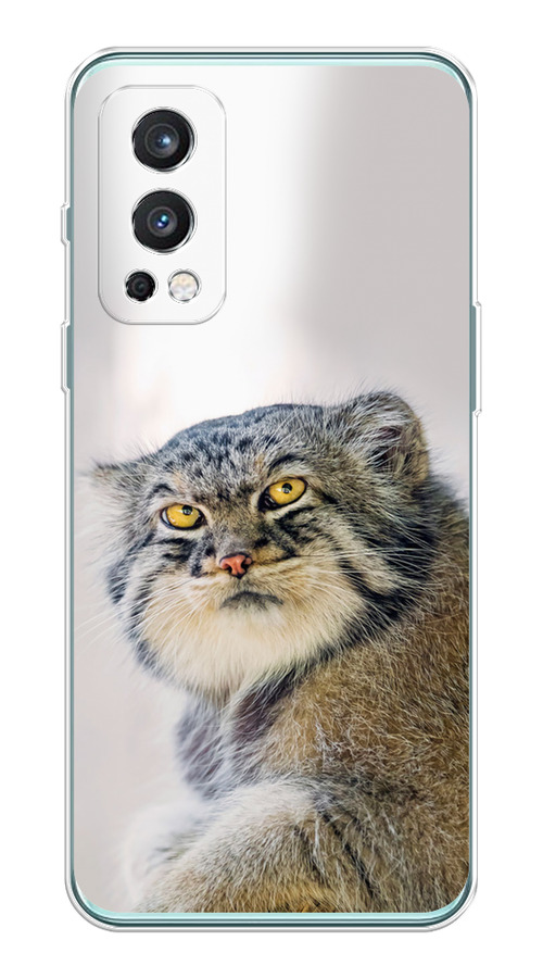 

Чехол на OnePlus Nord 2 5G "Кот манул 1", Серый;белый;желтый, 151750-1