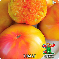 

Семена Томат Медовый салют, 10 шт, Поиск, 143880
