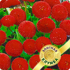 

Семена Маргаритка Фрау Красная, 5 шт, Элитная клумба Гавриш