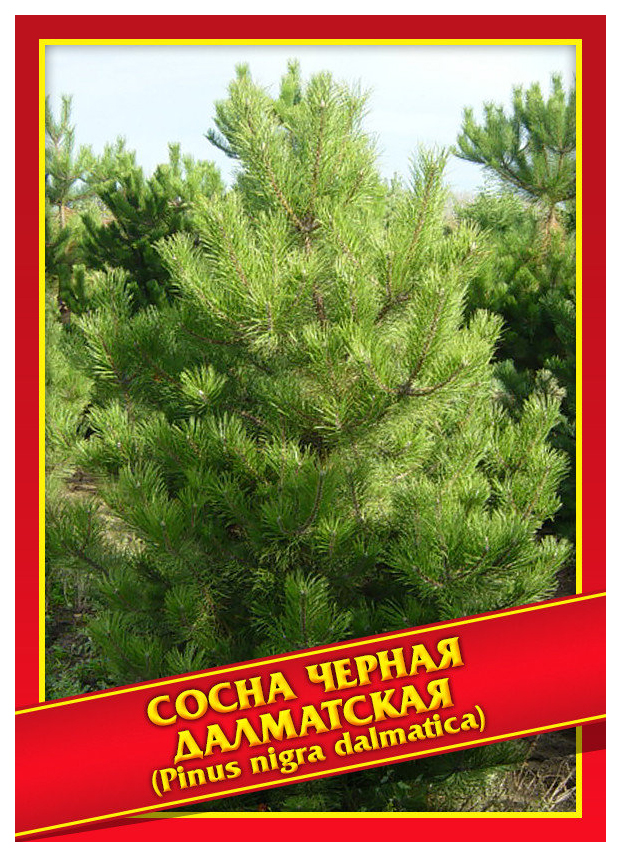 

Семена Сосна Черная Далматская, 5 шт, Симбиоз