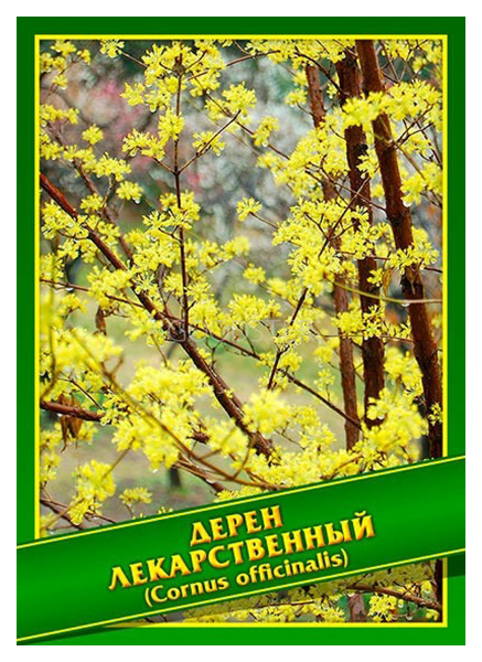 

Семена Дерен Лекарственный, 1 г Агроэлита