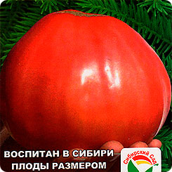 

Семена томат Микадо сибирко Сибирский сад 1 уп., 189607