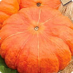 

Семена Тыква Сладкая ромашка, 2 г, Premium seeds, 190468